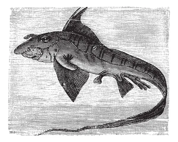 Rabbit Fish or Rat Fish or Chimaera monstrosa vintage engraving — Stock Vector