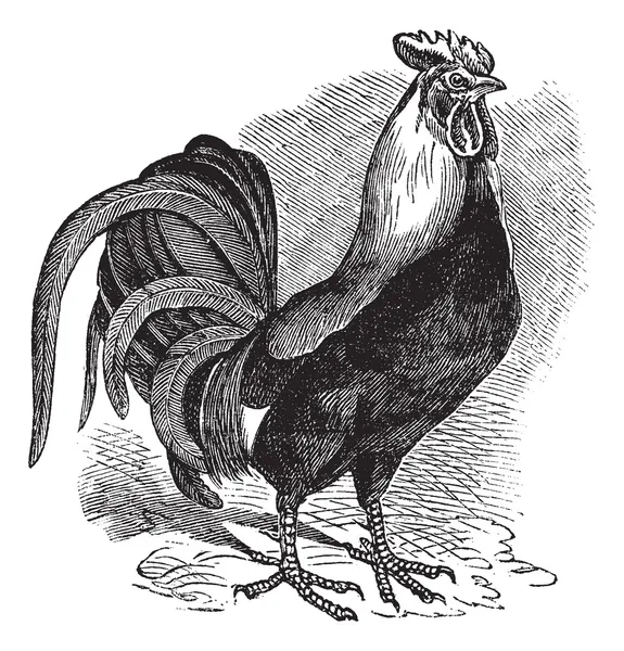 Rooster or Cockerel or Cock or Gallus gallus vintage engraving — Stock Vector