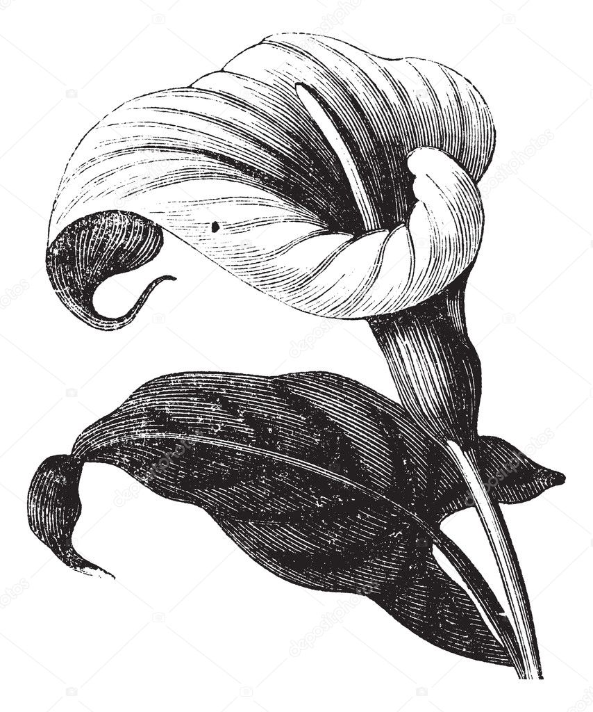 Zantedeschia aethiopica or Richardia Africana, flower, vintage e