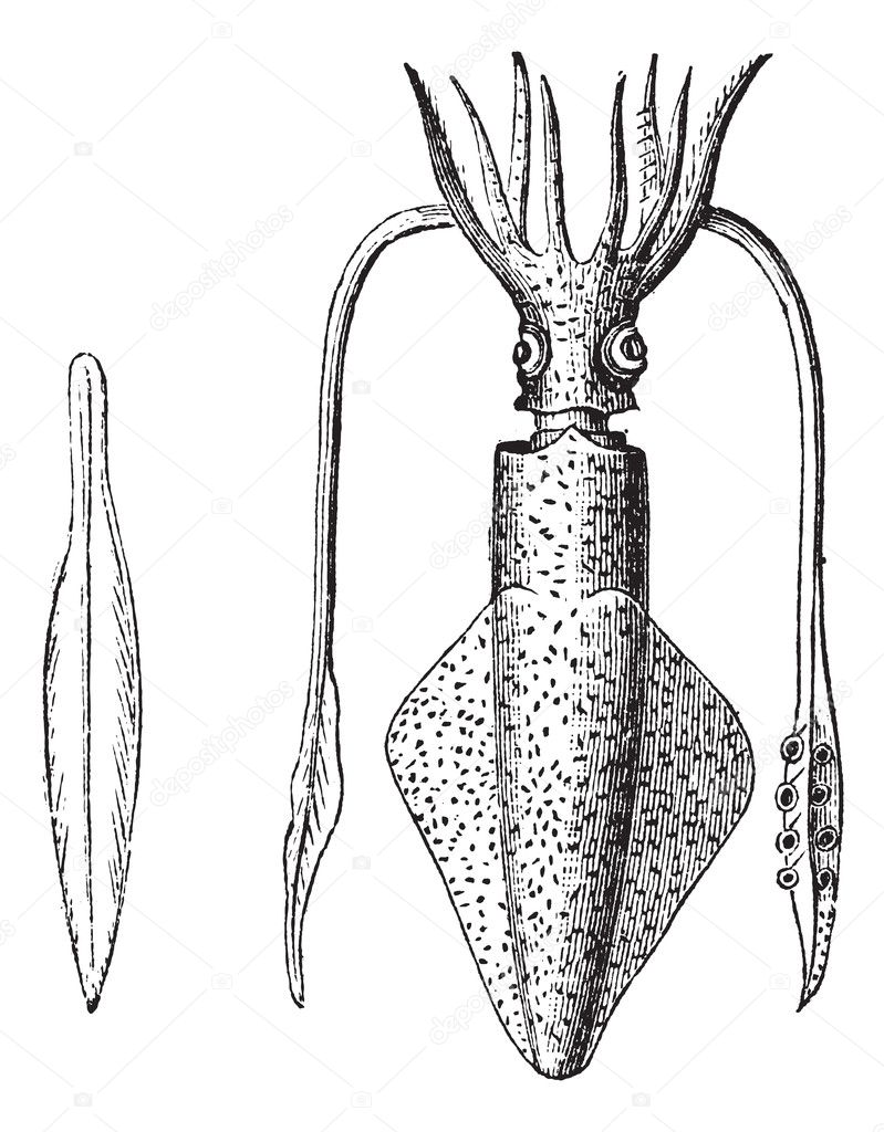European Squid or Loligo vulgaris, Squid, vintage engraving.