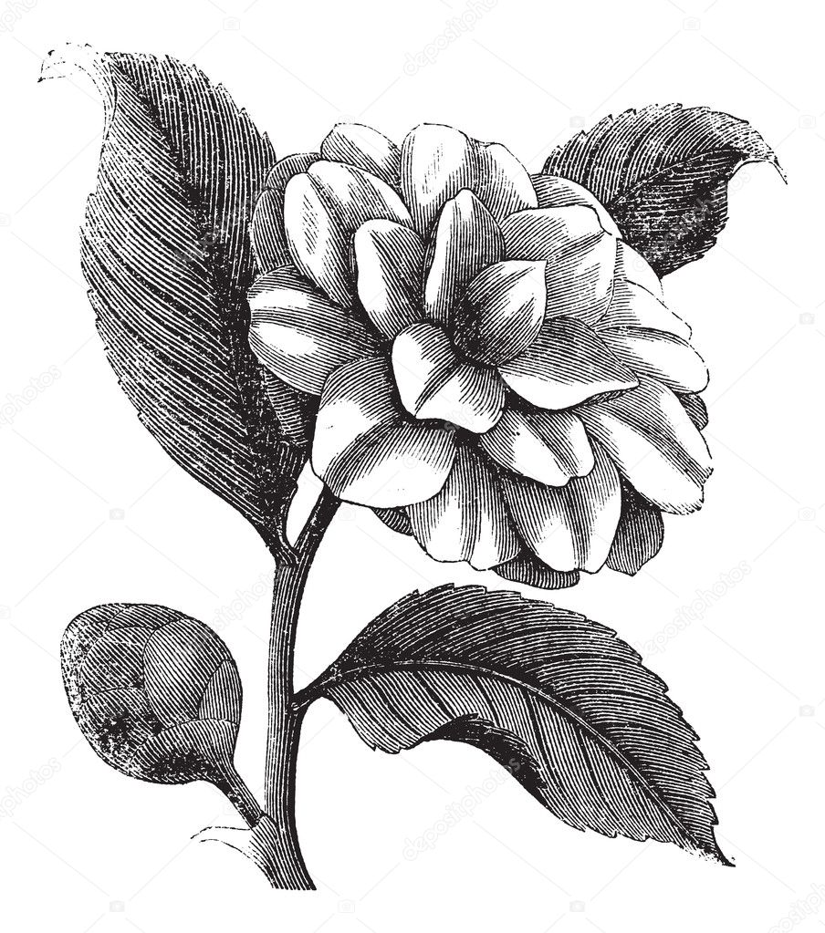 Camellia Japonica or Rose of winter vintage engraving