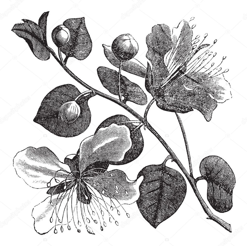 Common caper or Capparis spinosa vintage engraving