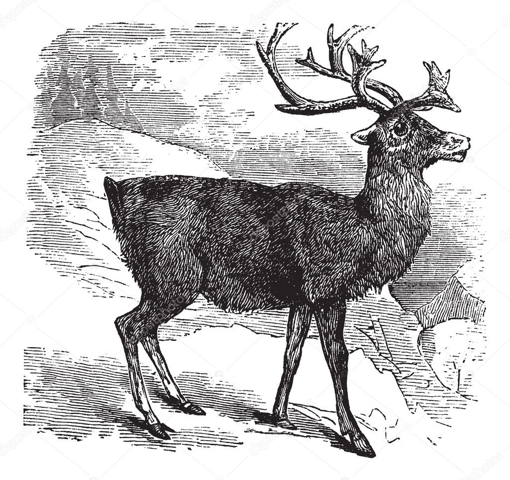 Caribou or Reindeer vintage engraving