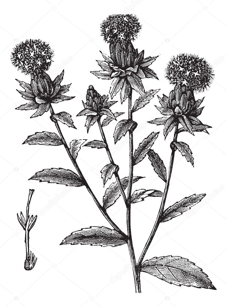Carthamus tinctorius or safflower vintage engraving