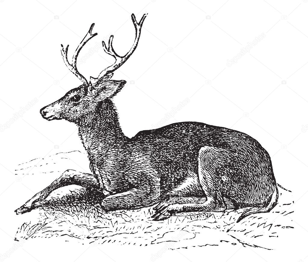 Mule deer or Odocoileus hemionus vintage engraving