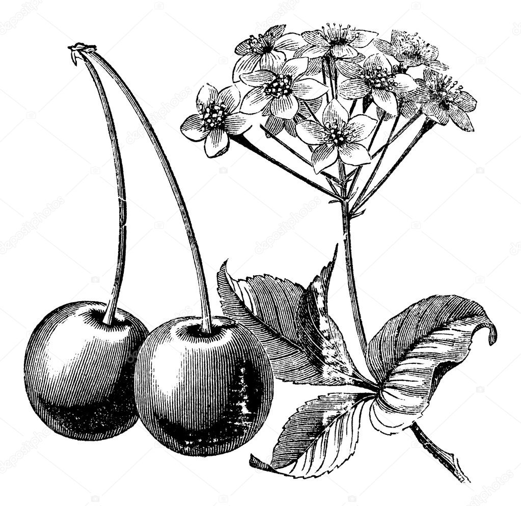 Cherry with leaves and flowers vintage engraving
