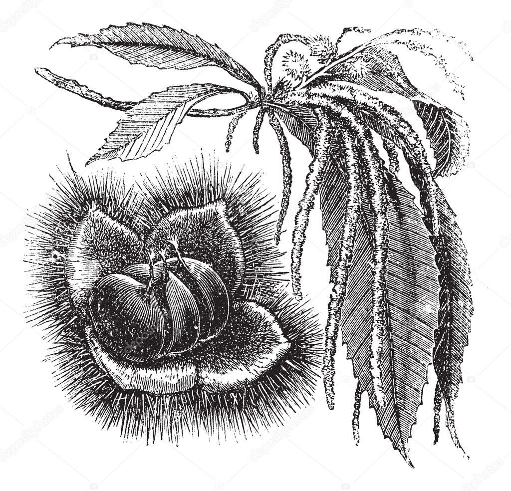 Chestnut vintage engraving