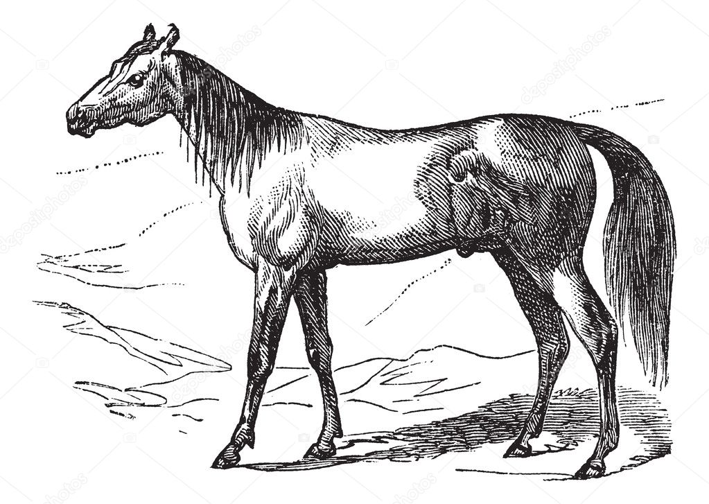 Arabian Horse vintage engraving