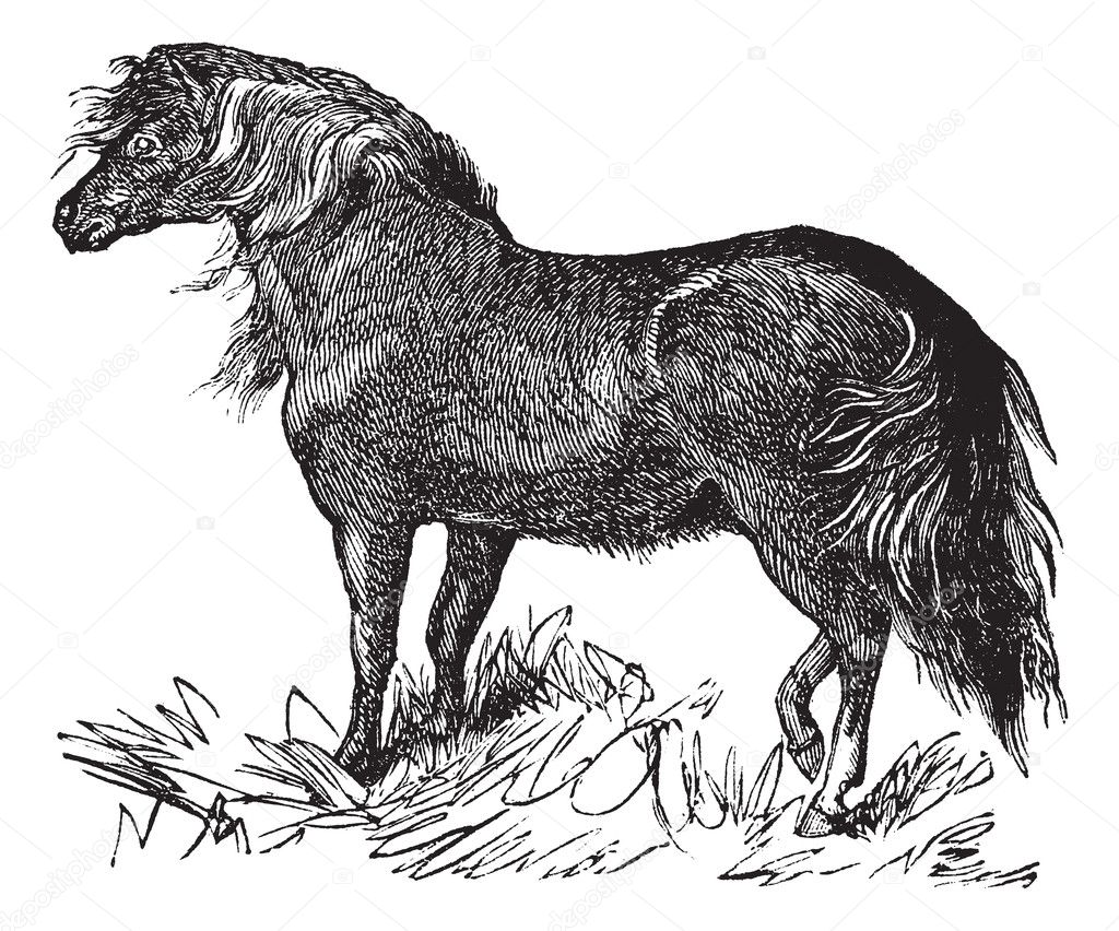 Shetland Pony vintage engraving