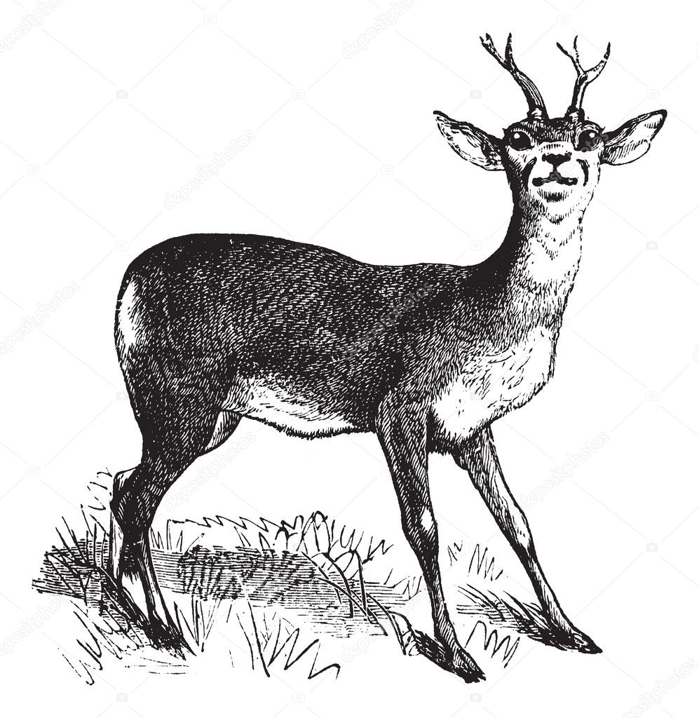 Roe Deer vintage engraving