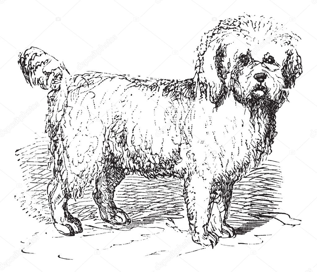Barbet or Canis lupus familiaris vintage engraving