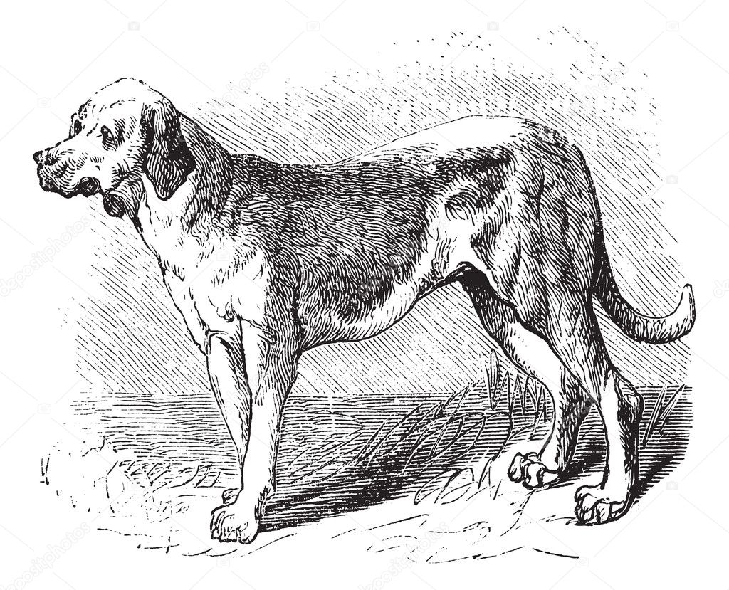 Bloodhound or Saint Hubert Hound or Sleuth Hound or Canis lupus