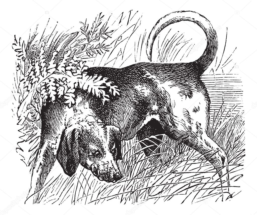 Beagle or Canis lupus familiaris vintage engraving