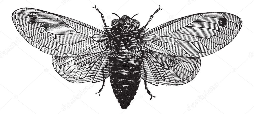 Seventeen-Year Cicada or Magicicada cassini or Magicicada septen