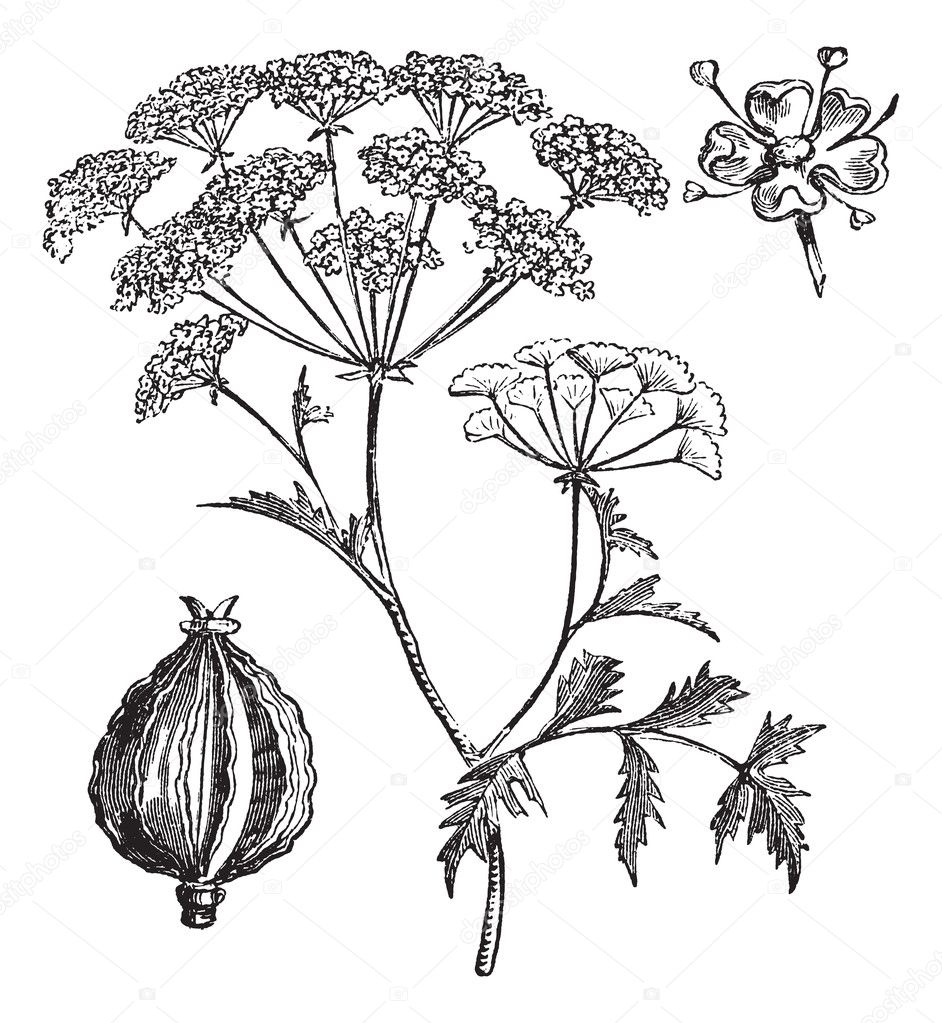 Hemlock or Poison Hemlock or Conium maculatum vintage engraving