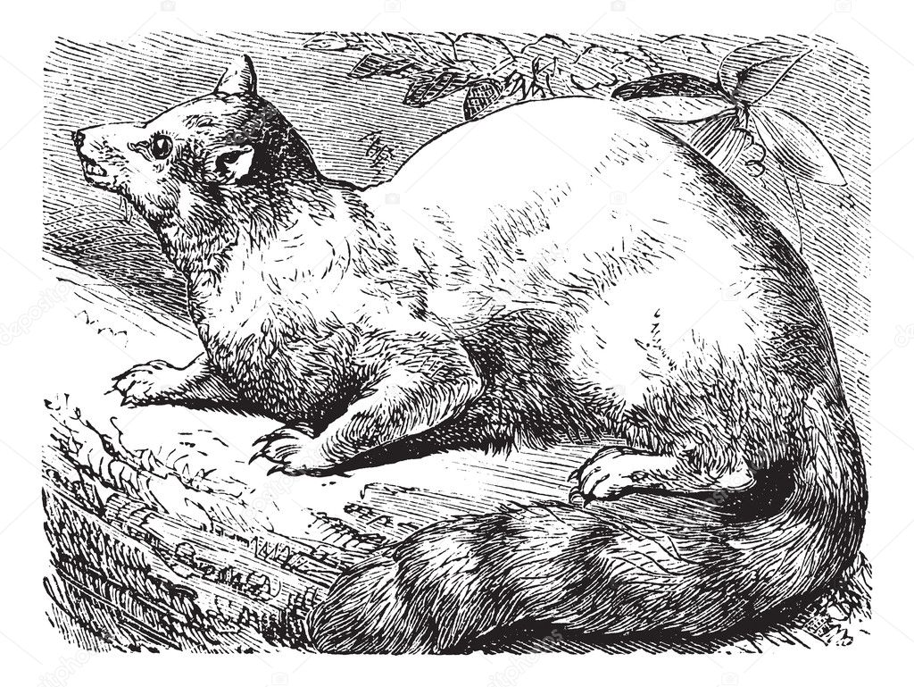 Ringtail or Ring-tailed Cat or Bassariscus astutus vintage engra