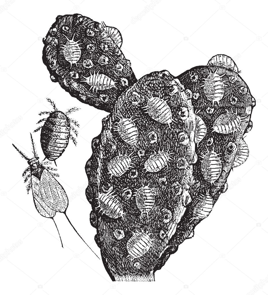 Mealybug or Pseudococcidae vintage engraving