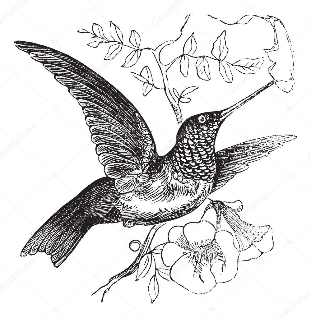 Ruby-throated Hummingbird or Archilochus colubris vintage engrav