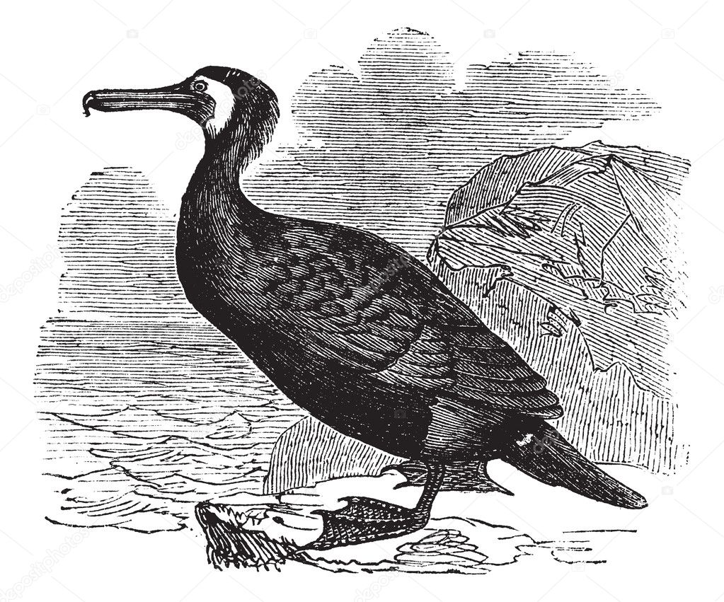 Great Cormorant or Great Black Cormorant or Black Cormorant or B