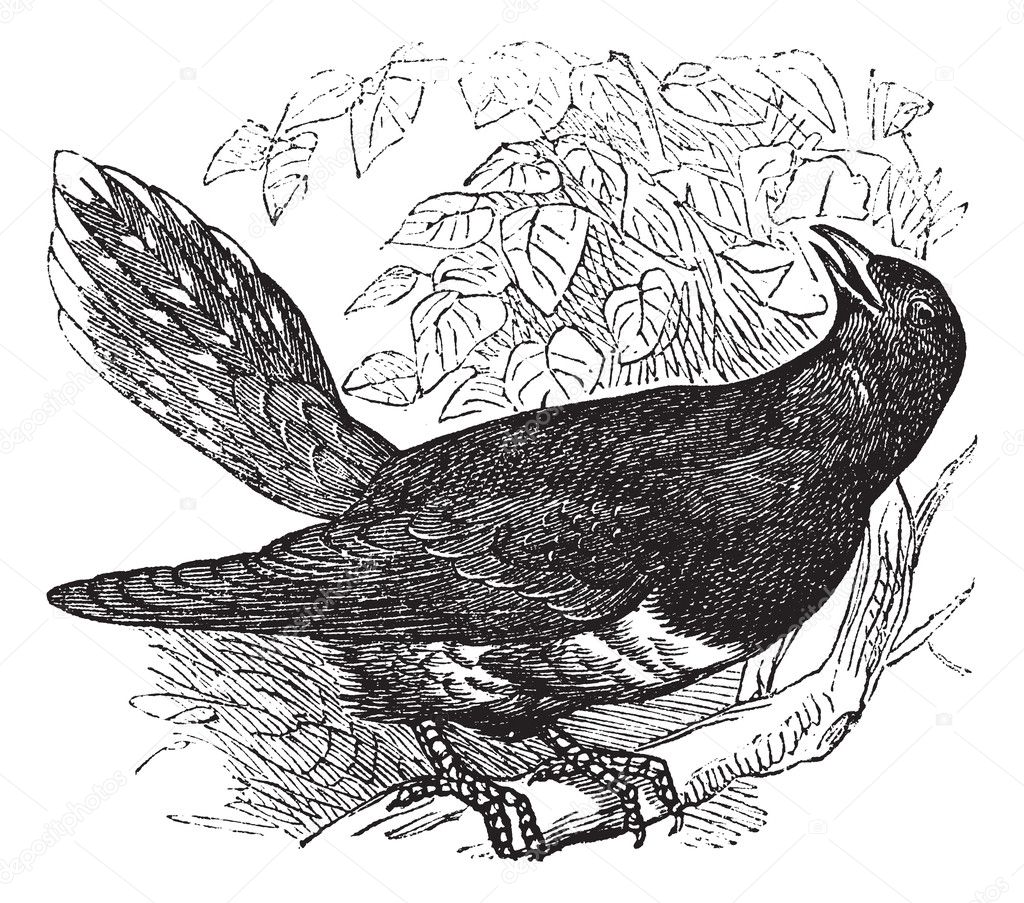 Common Cuckoo or Cuculus canorus vintage engraving