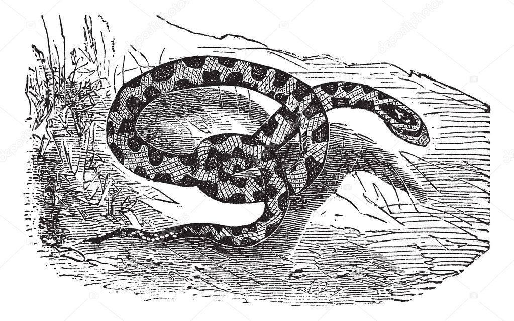 Chicken Snake or Rat Snake or Elaphe sp. or Pituophis melanoleuc