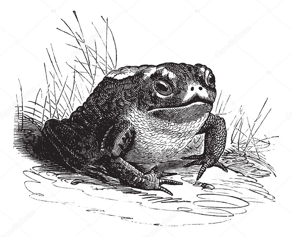 Common Toad or Bufo sp. vintage engraving