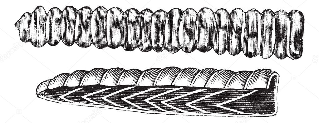 Rattlesnake Rattle vintage engraving