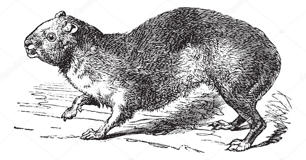 Rock Hyrax or Cape Hyrax or Procavia capensis, vintage engraving