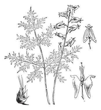 Dutchman's Breeches or Dutch Breeches or Dicentra cucullaria, vi clipart