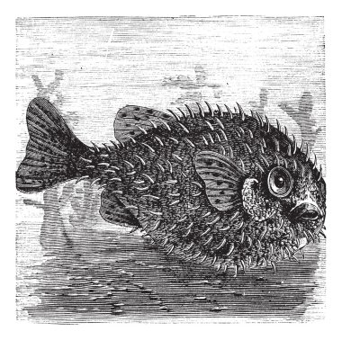 Long-spine Porcupine Fish or Spiny Balloon Fish or Diodon holoca clipart