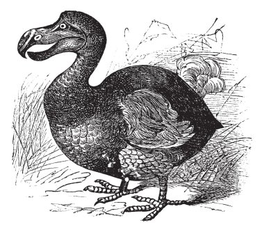 Dodo or Raphus cucullatus, vintage engraving clipart