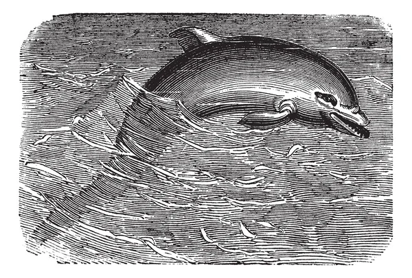 宽吻海豚或太平洋宽吻截形或太平洋宽吻 aduncus，六 — 图库矢量图片