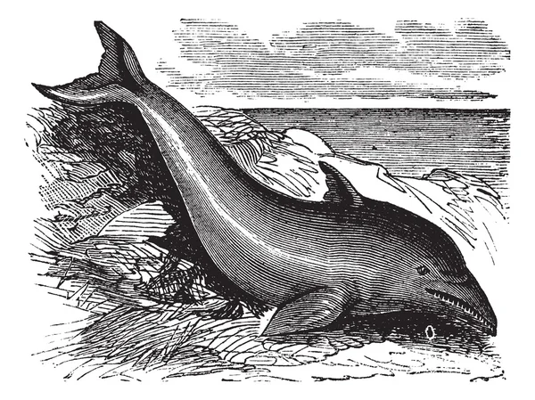 Společný delfín nebo delphinus delphis nebo delphinus capensis, vinta — Stockový vektor
