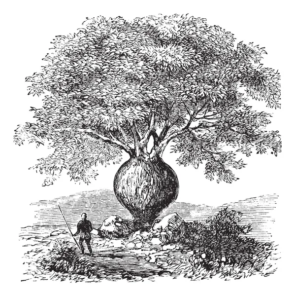 Árbol de botella o árbol de botella de Queensland o brachychiton rupestris , — Archivo Imágenes Vectoriales