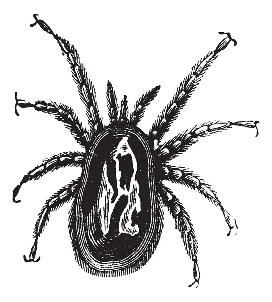 Mite vermelha ou Dermanyssus gallinae, gravura vintage — Vetor de Stock