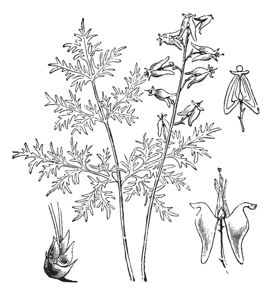 Dutchman's Breeches or Dutch Breeches or Dicentra cucullaria, vi — Stock Vector