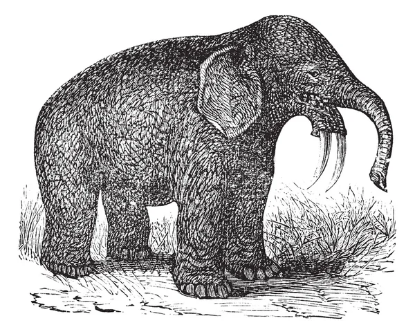 Dinotherium nebo motyka slon nebo dinotherium obrovský, vintage engr — Stockový vektor