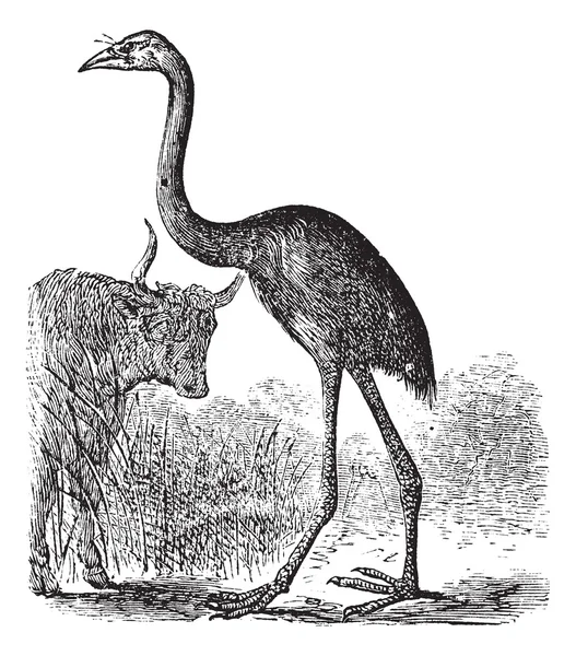 South Island Giant Moa ou Dinornis giganteus, gravura vintage — Vetor de Stock
