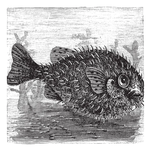 Long-σπονδυλική στήλη porcupine ψάρια ή ακανθώδης μπαλόνι ψάρια ή diodon holoca — Διανυσματικό Αρχείο