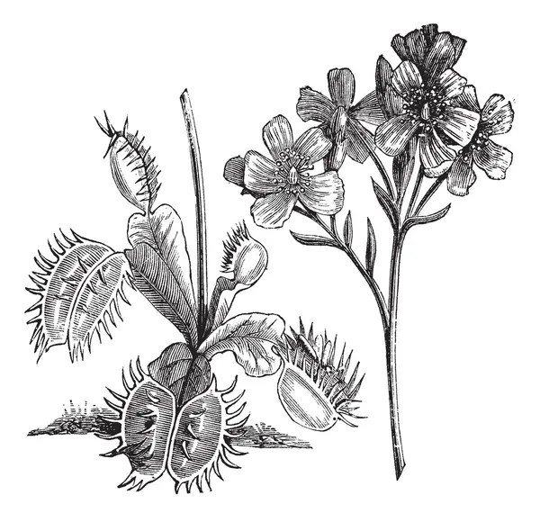 Sinekkapan bitkisi veya dionaea muscipula, antika gravür — Stok Vektör