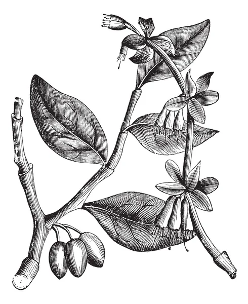 Eastern Leatherwood or Dirca palustris, vintage engraving — Stock Vector