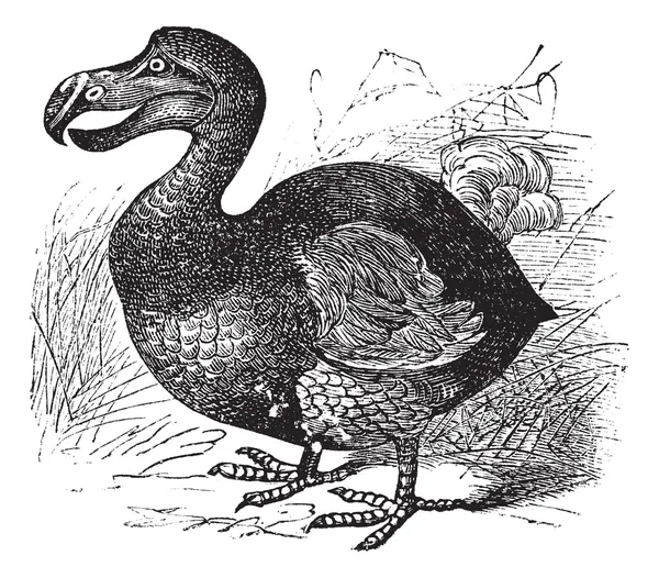 Dodo nebo raphus cucullatus, vintage gravírování — Stockový vektor