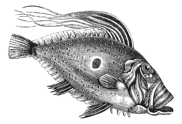 John dory ή Σαιν Πιέρ ψάρια ή Αγίου Πέτρου ψάρια ή Δία faber — Διανυσματικό Αρχείο