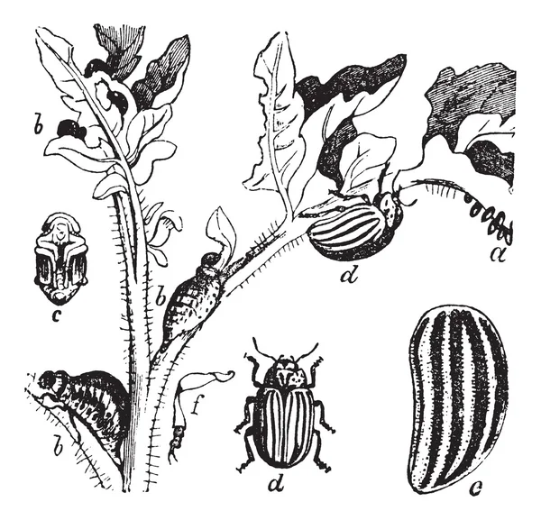 Colorado Beetle Colorado Potato Beetle or Leptinotarsa decemline — Stock Vector