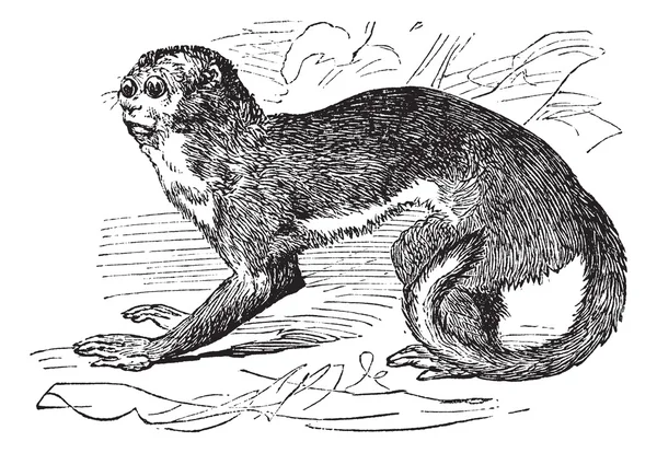 Monos nocturnos o monos búho o Douroucouli o Aotus sp., vendimia — Vector de stock