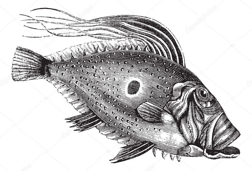 John Dory or Saint Pierre Fish or Saint Peter Fish or Zeus faber