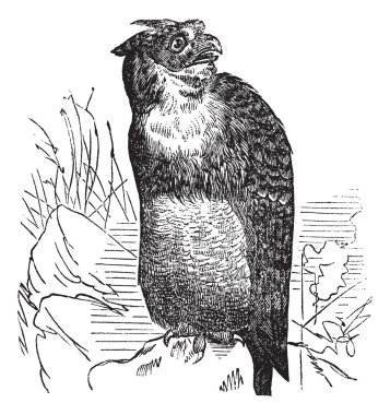 Great Horned Owl or Tiger Owl or Bubo virginianus, vintage engra clipart