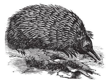 Echidna or Spiny Anteater or Zaglossus sp. or Tachyglossus sp., clipart