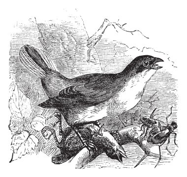 Red-backed Shrike or Lanius collurio, vintage engraving clipart