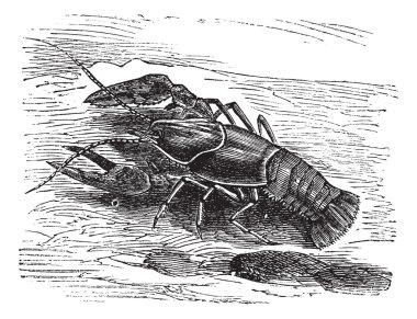 Lobster or Crayfish or Astacus sp., vintage engraving clipart